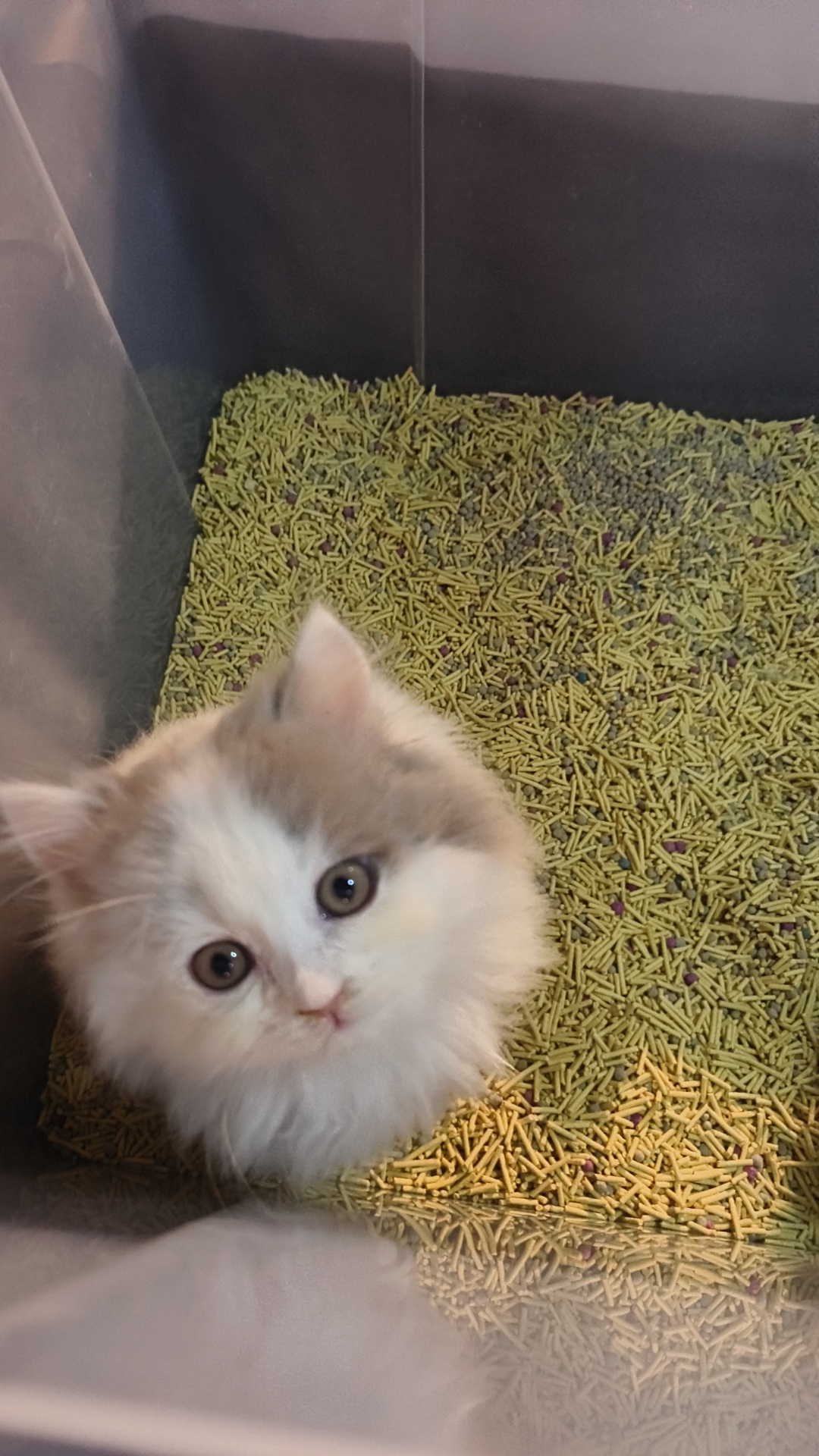 长毛丁香色蓝白，5粉。极品品相